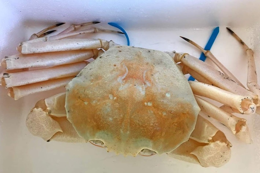 A crab in a package box.