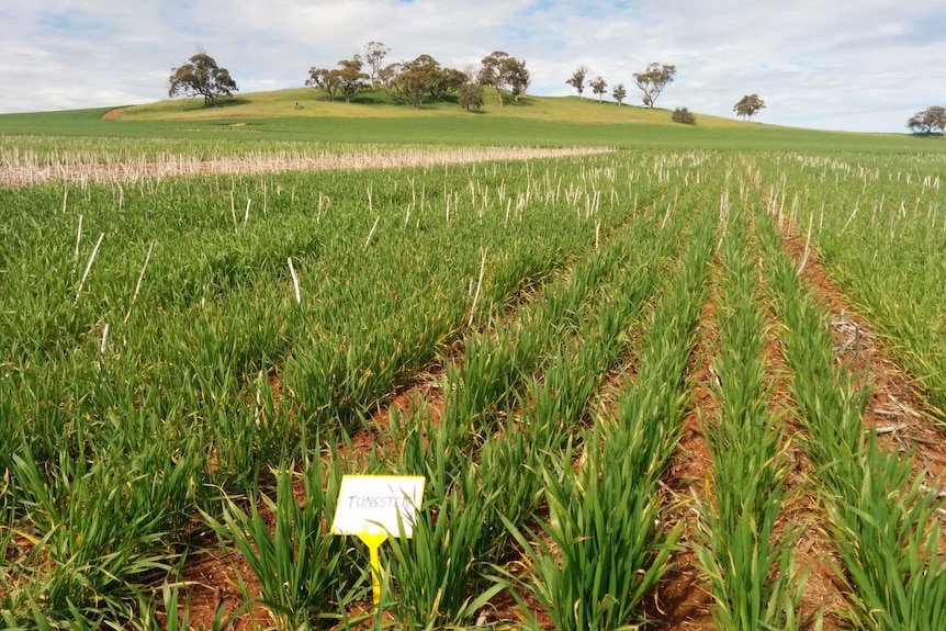 New wheat variety Tungsten grows in a field in Toodyay