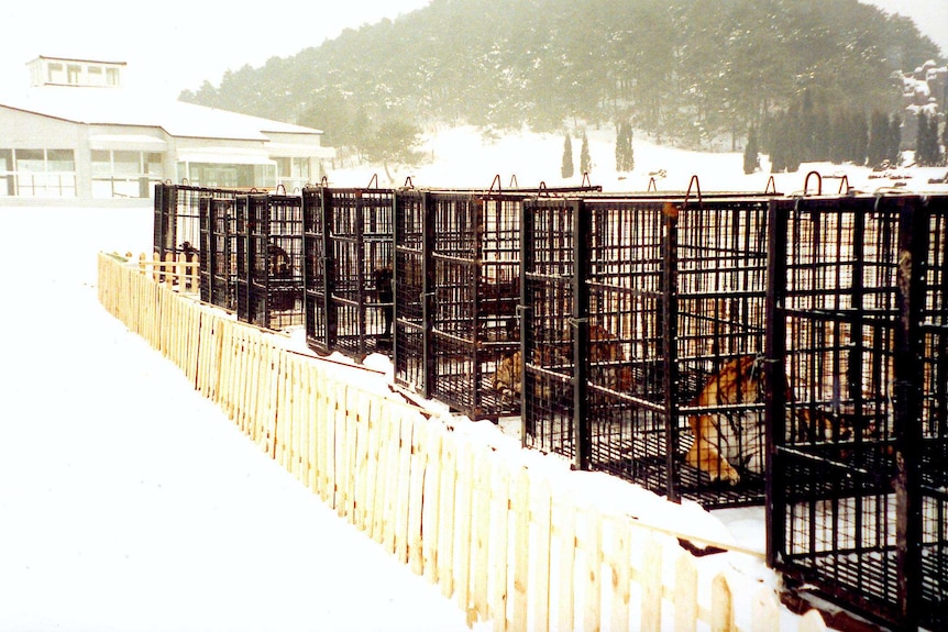 Tigers are pictured in cages in the snow at a zoo in China.