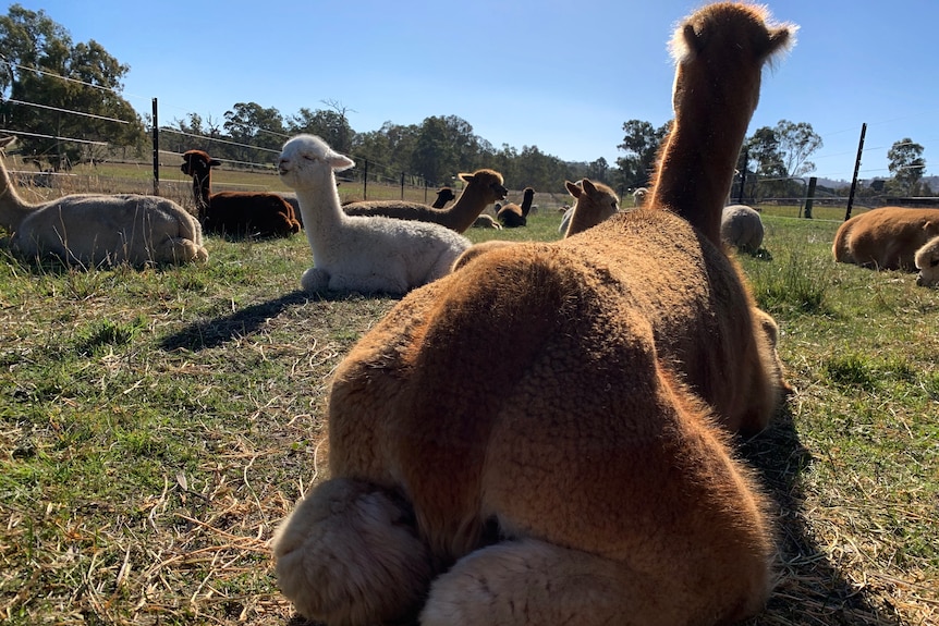 A group of alpacas laying on the ground in the sun 
