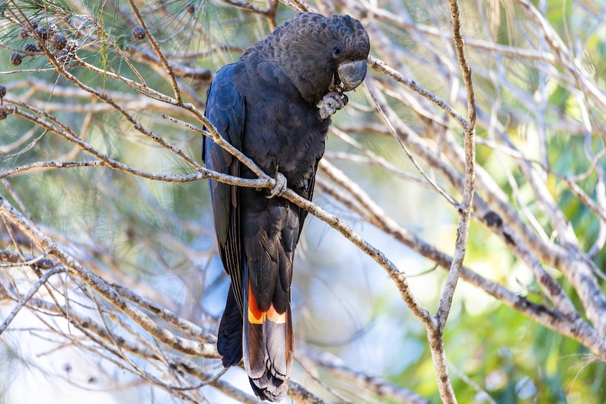 A large black cockatoo sitting on a tree branch eating a seed cone.