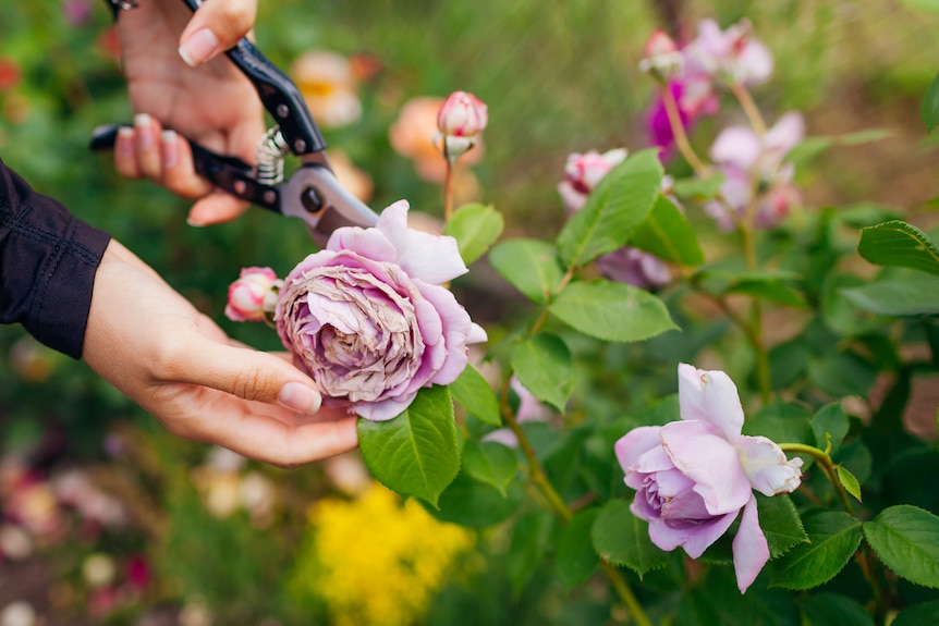 Photo of a person pruning a rose bush.