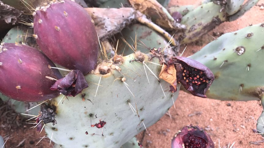 The fruit of wheel cactus is surrounded by prickly spikes.