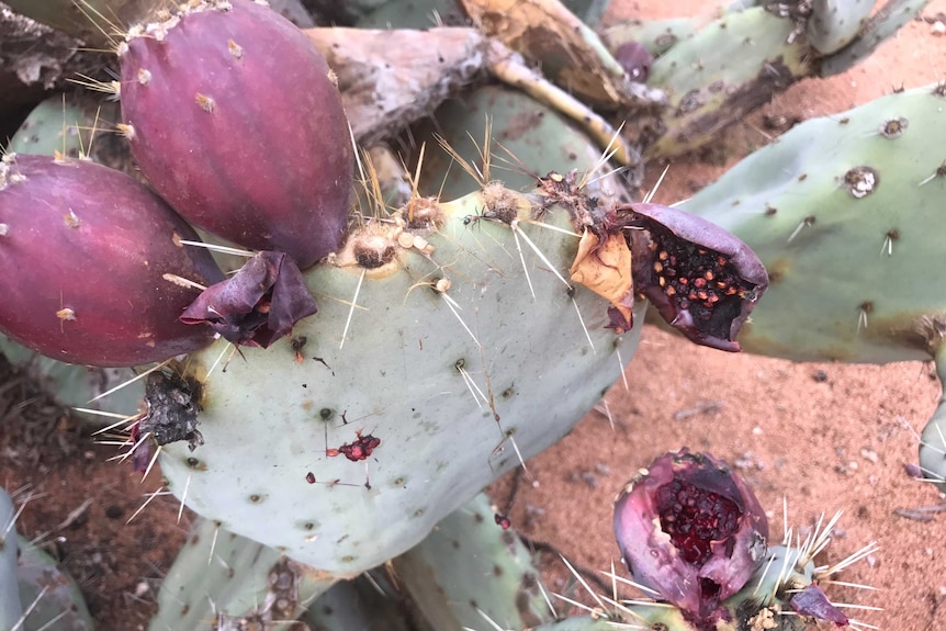 The fruit of wheel cactus is surrounded by prickly spikes.