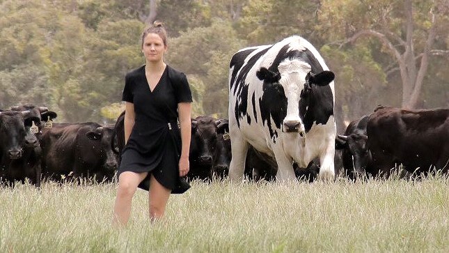 A woman in a black dress stands in front of a very large black and white cow among a group of smaller brown cows.