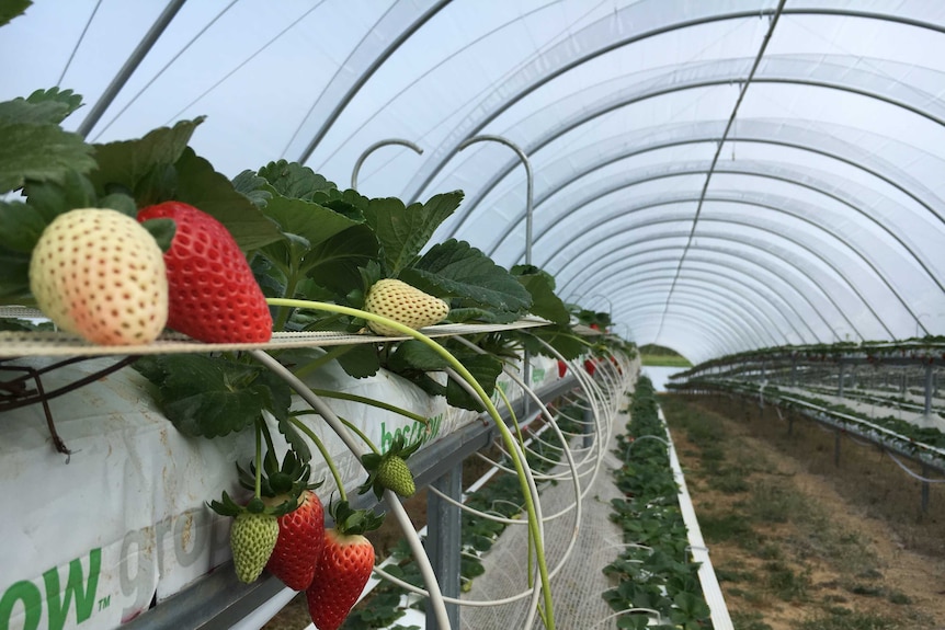 Albion strawberries growing in the raised gutters in the polytunnel.