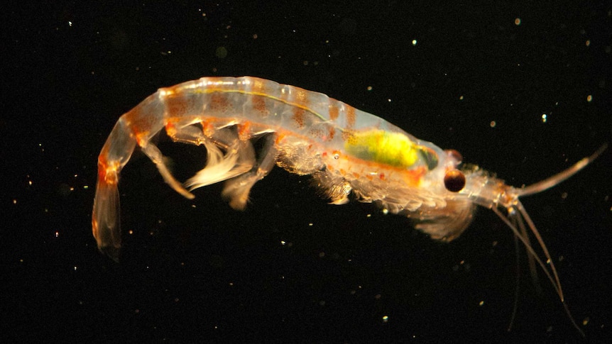 A close-up photo of krill.
