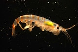 A close-up photo of krill.
