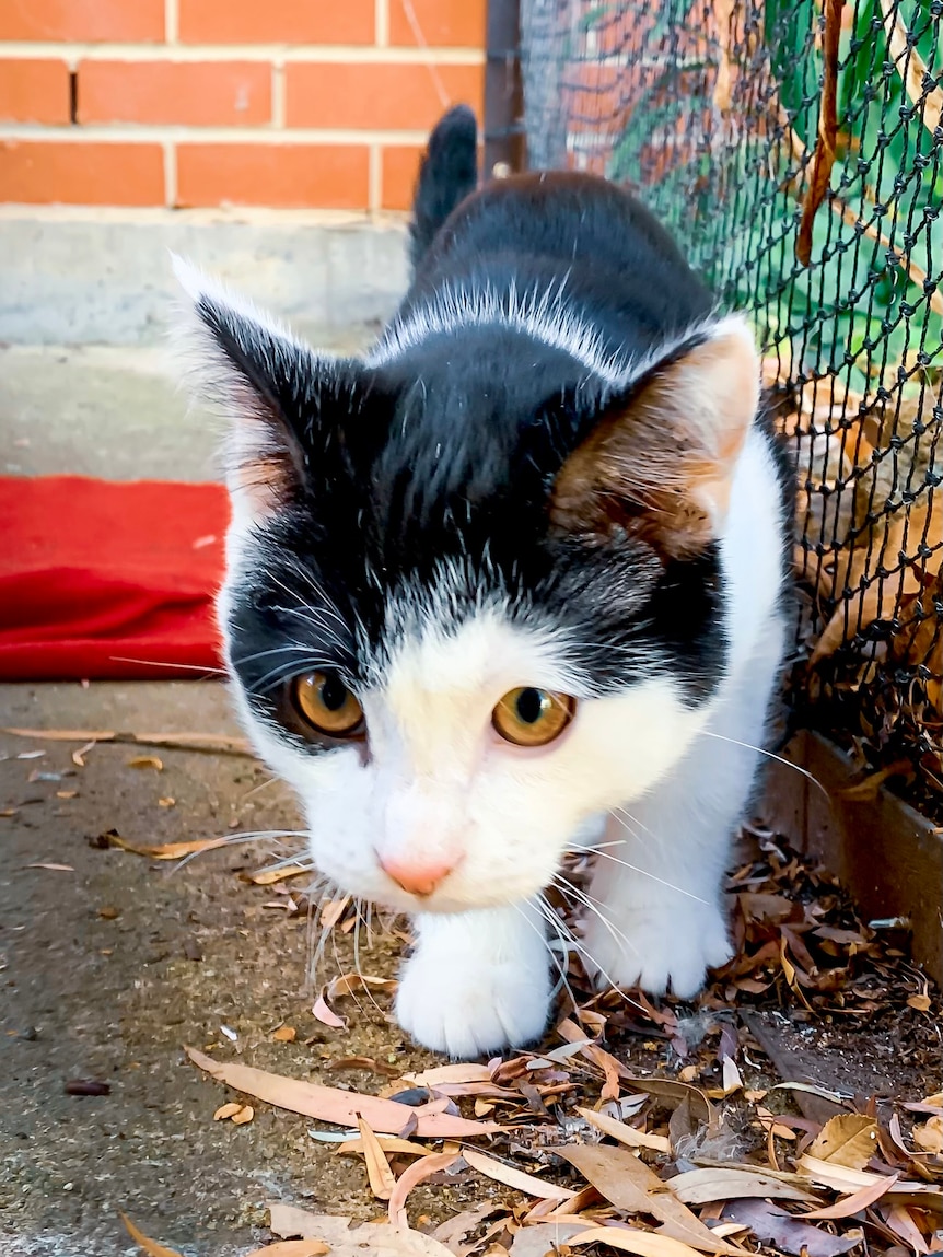 A cat plays among leaves outside