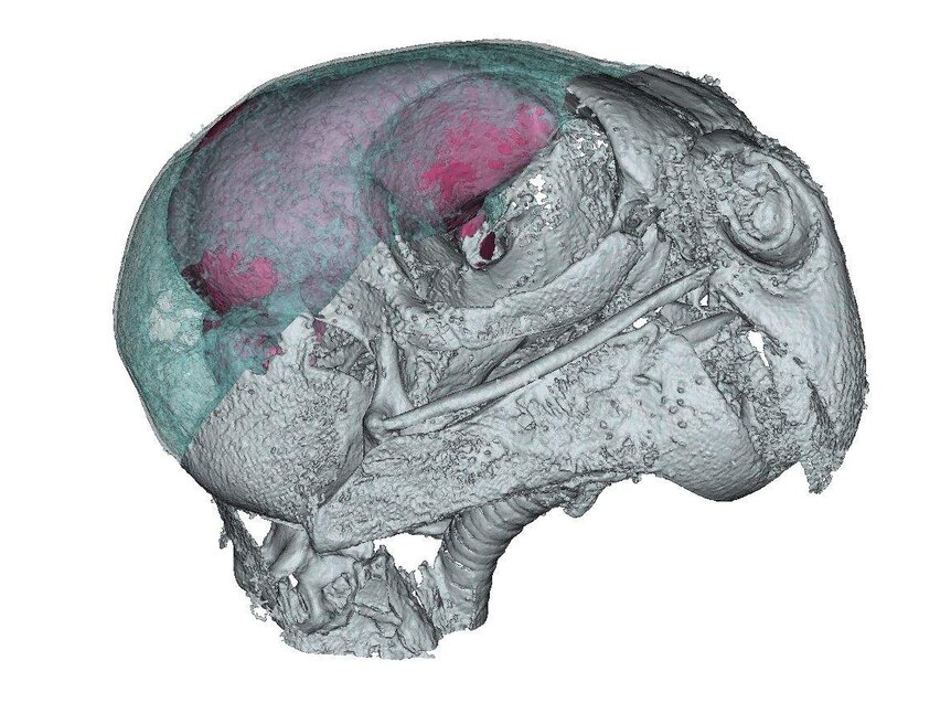 scan of night parrot skull