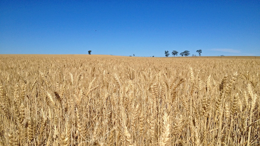 Grain prices defying global trends