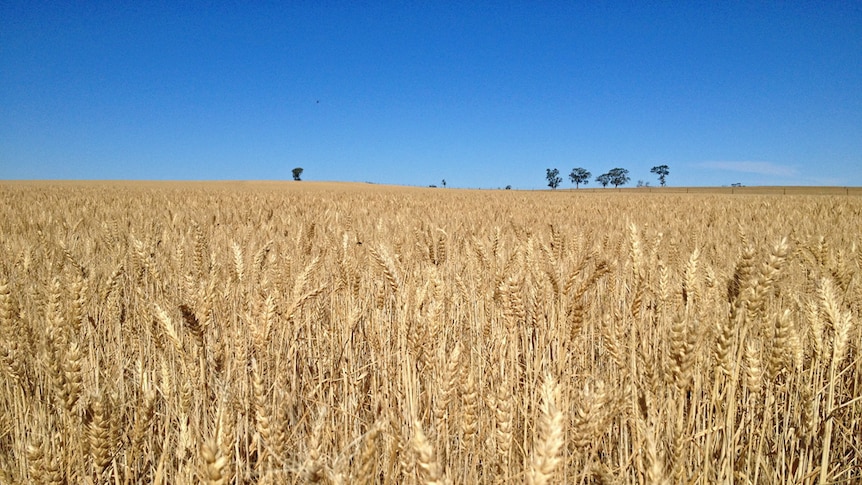 Research funding crucial to farmers' futures