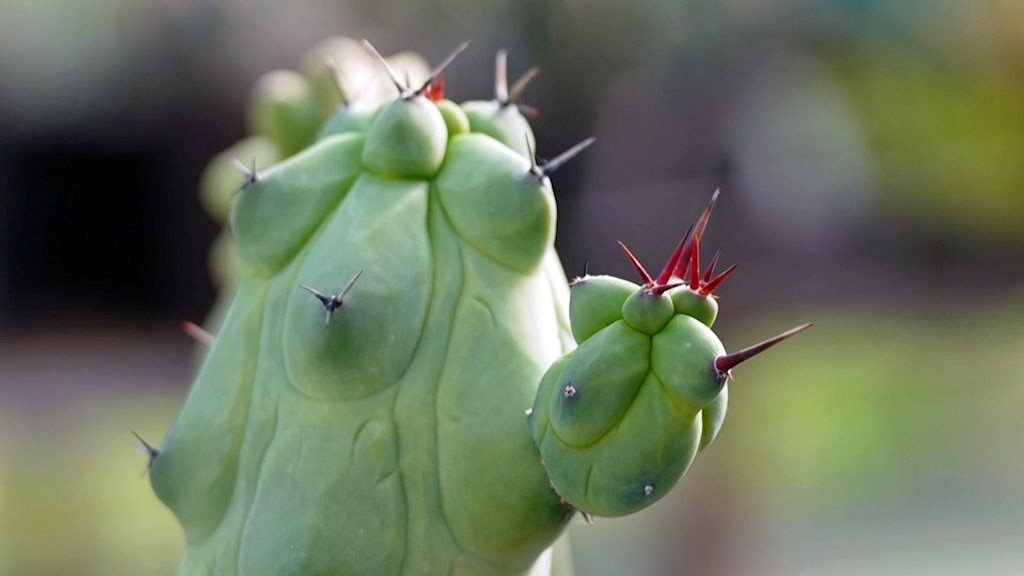 A cactus with a red flower sprouting from a stem.