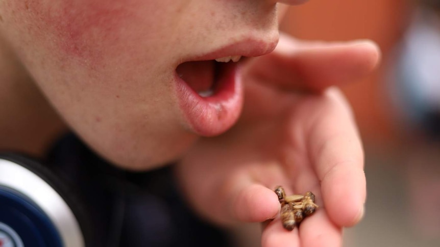 A student holds several small bugs up to their mouth.