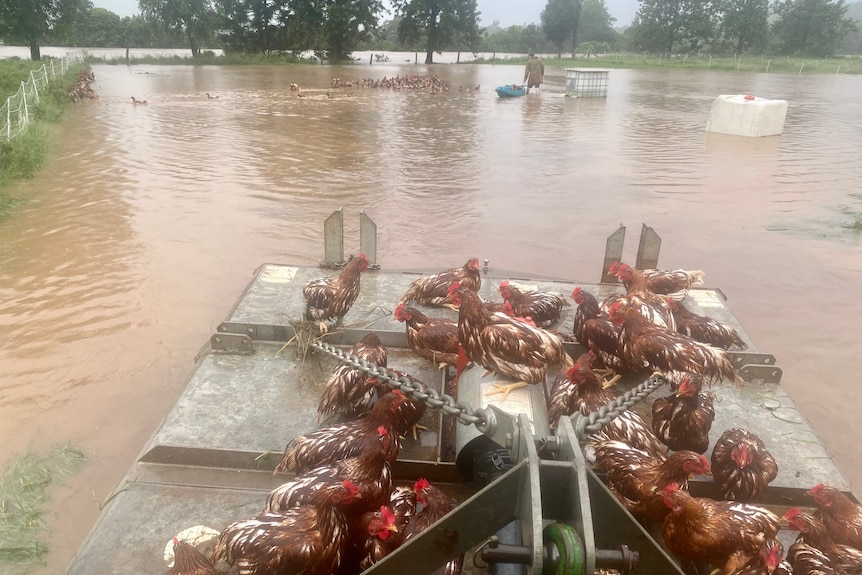 Wet chickens on top of a slasher.