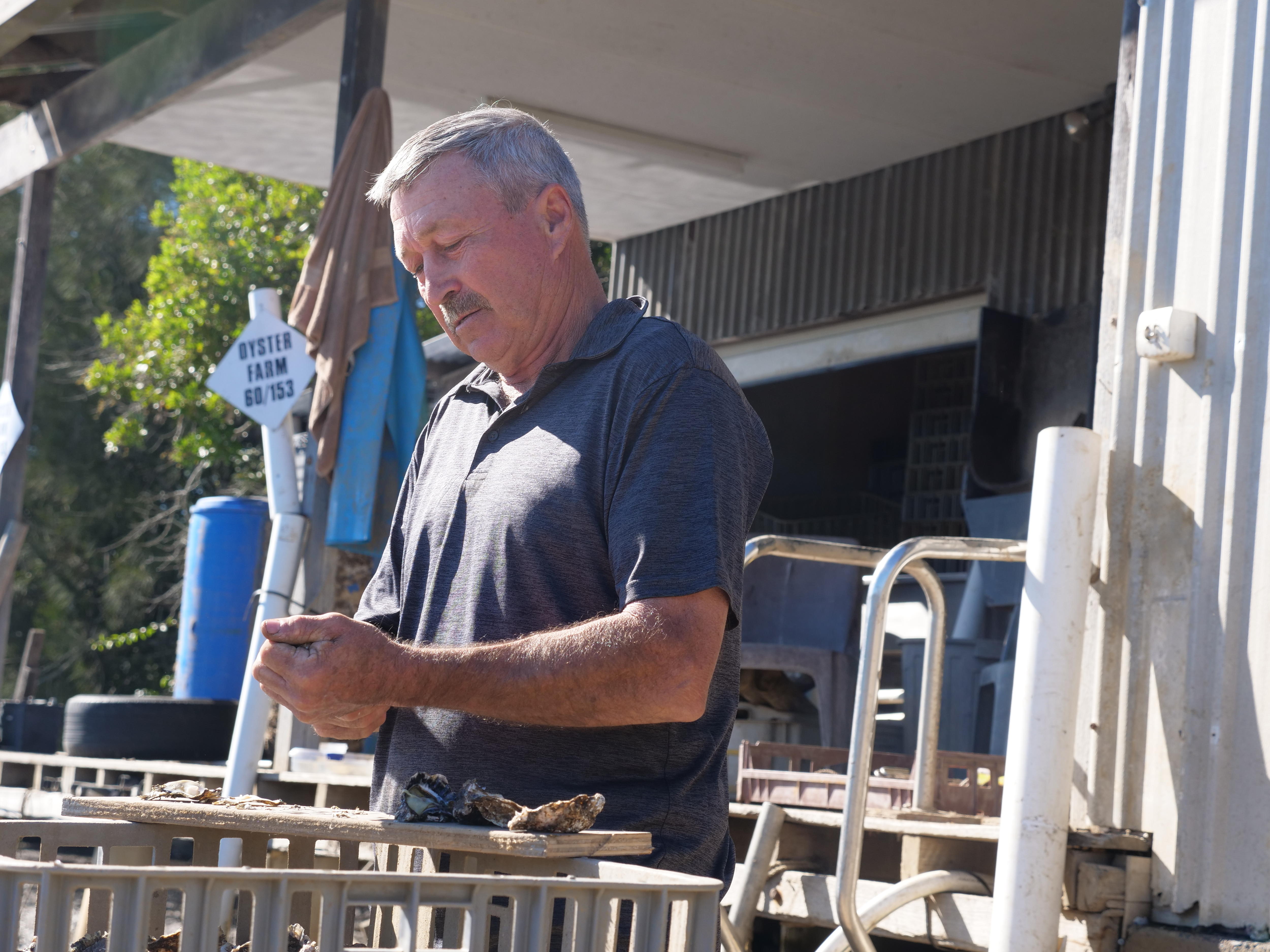As the NSW oyster harvest looms, growers look outside 'super scared