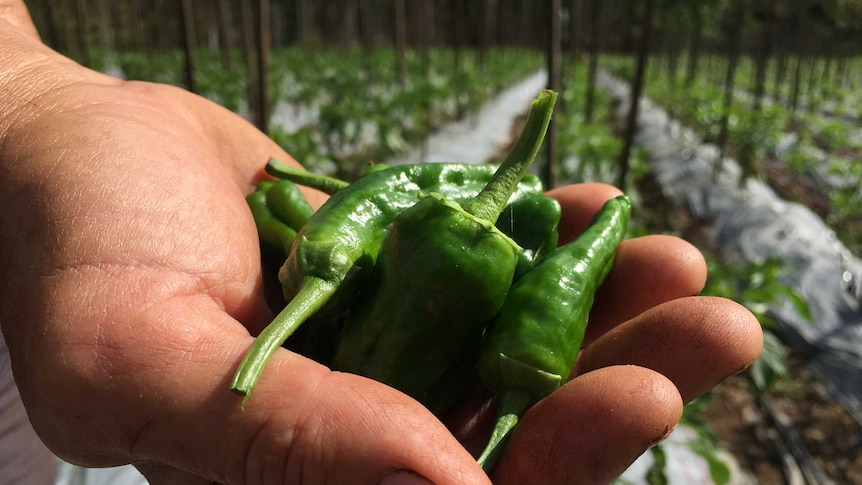 Pimientos de Padrón peppers