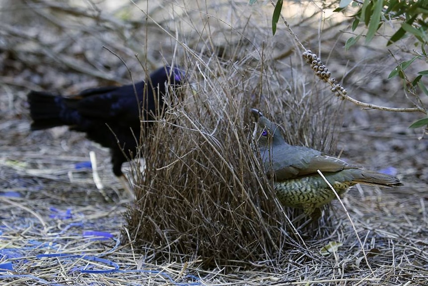 A bowerbird works on building his bower made of sticks
