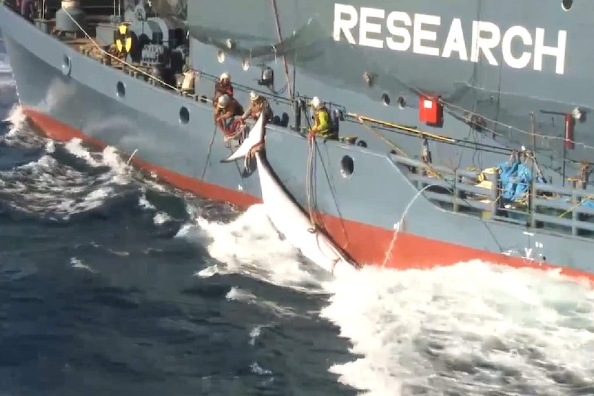 Japanese whalers with minke whale carcass