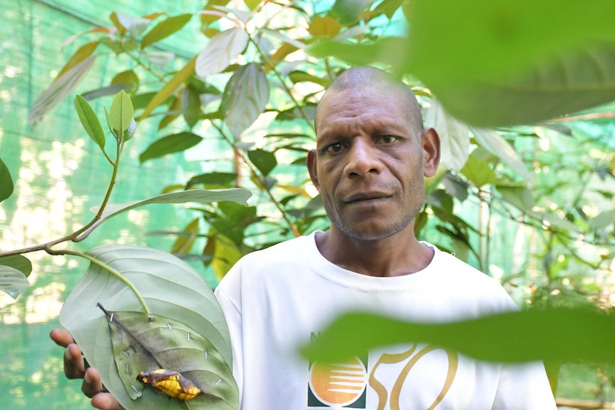 Man looking at camera surrounded by foliage in Papua New Guinea showing a butterfly pupa stapled to a leaf