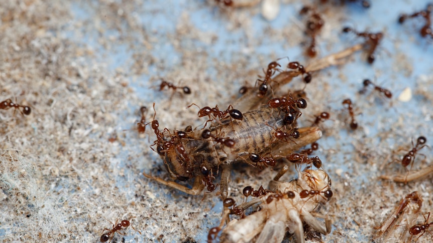 Fire ants swarming