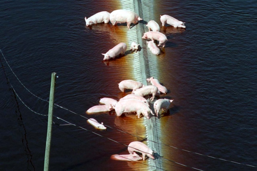 Pigs move to the roof of a pig farm to escape the floodwater in 1999.