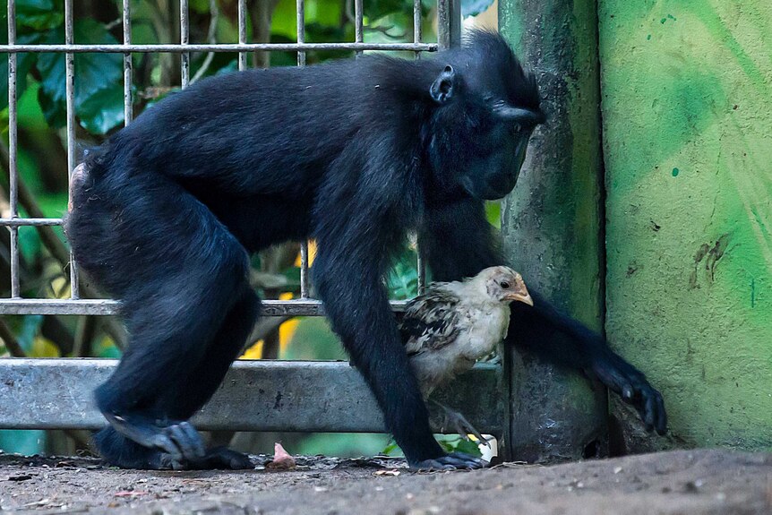 A black macaque walks with a chicken in a zoo near Tel Aviv, Israel.