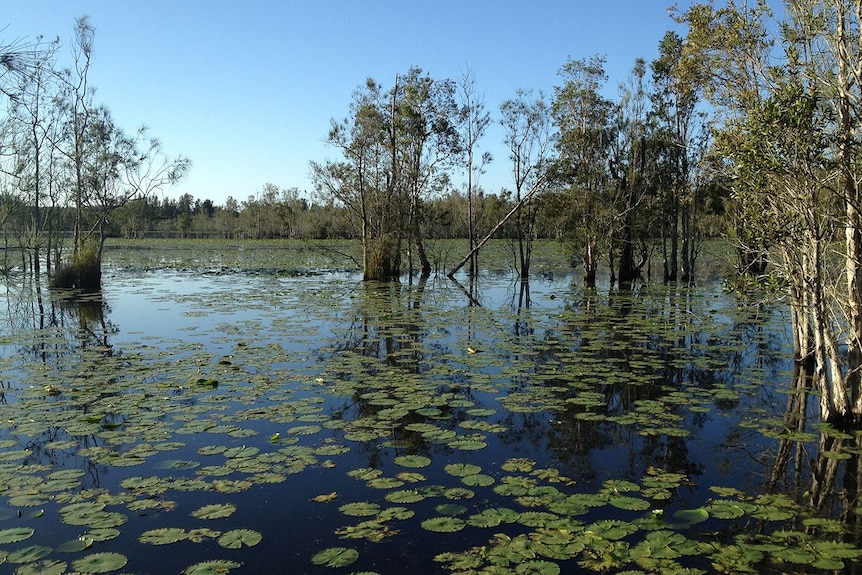 Cattai Wetlands in the Manning Valley