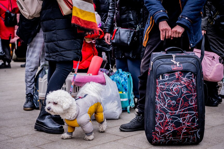 a small white dog in a silver and yellow puffer jacket looks left of camera as refugees with luggage stand around it
