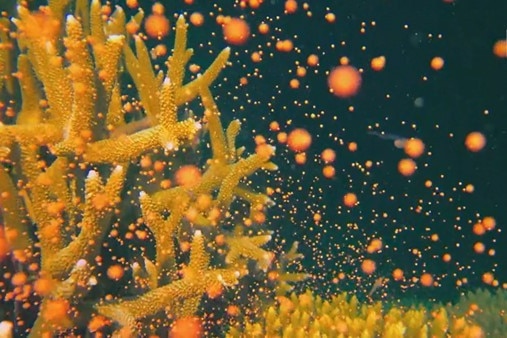Bright yellow and orange coral and small specks against dark background of sea at night.