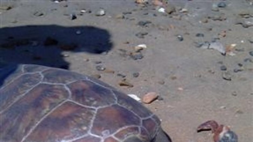 Authorities suspect fishing nets are responsible for turtle deaths