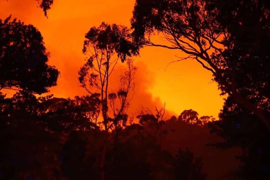 An orange sky forms over tree tops as a bushfire hits the town of Sussex Inlet