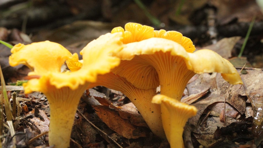 Cantharellus mushrooms surrounded by leaves.