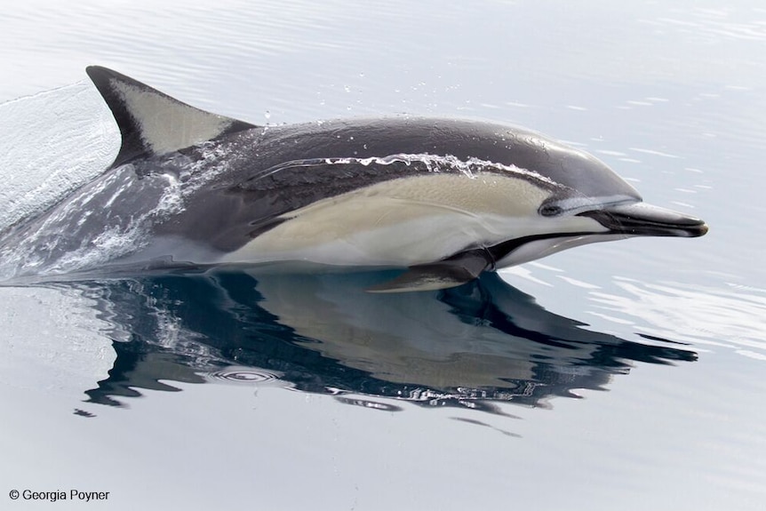Junior winner Georgia Poyner snapped this common dolphin.