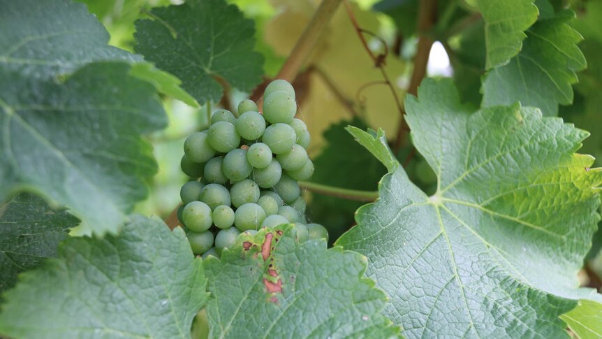 Growers say grape quality has been high across Tasmania.