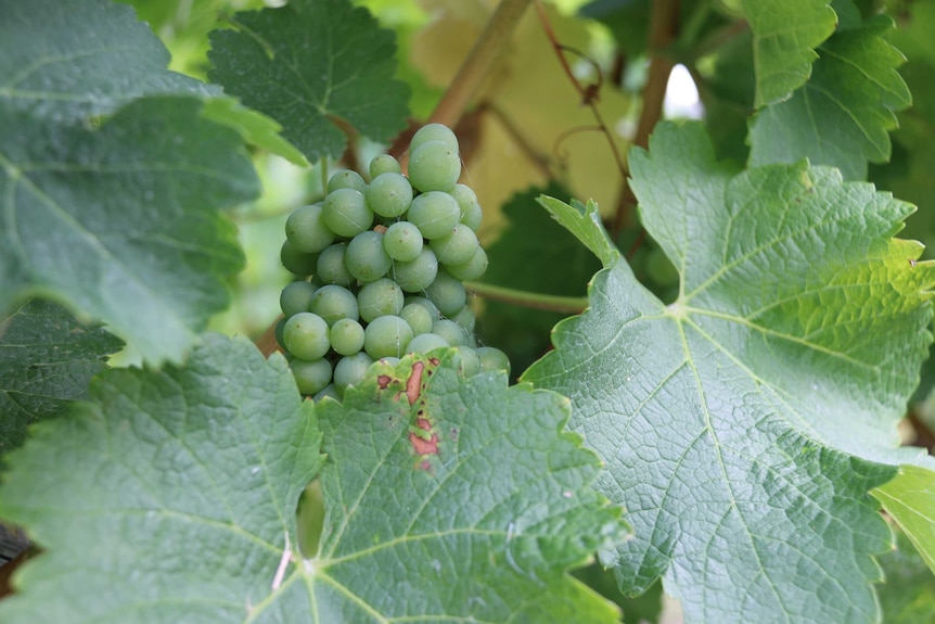 Pinot gris grapes in Tasmania's Coal River Valley