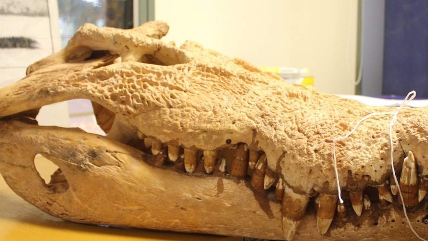 A crocodile skull