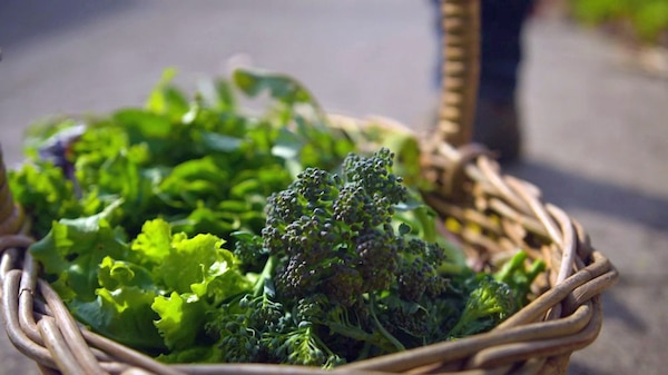A basket filled with freshly harvested vegetables from a garden.
