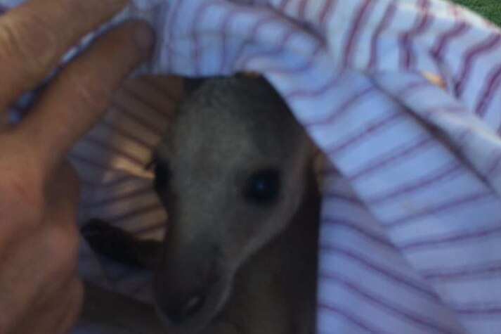 A slightly blurred joey wrapped in a light blue in a towel after getting rescued from wild dogs