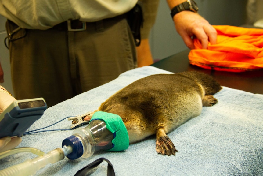 Platypus under sedation at Taronga Wildlife Hospital.