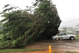 A large tree falls on a car.