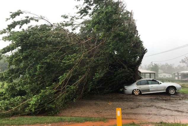 A large tree falls on a car.
