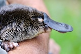 A close up short of a platypus face.