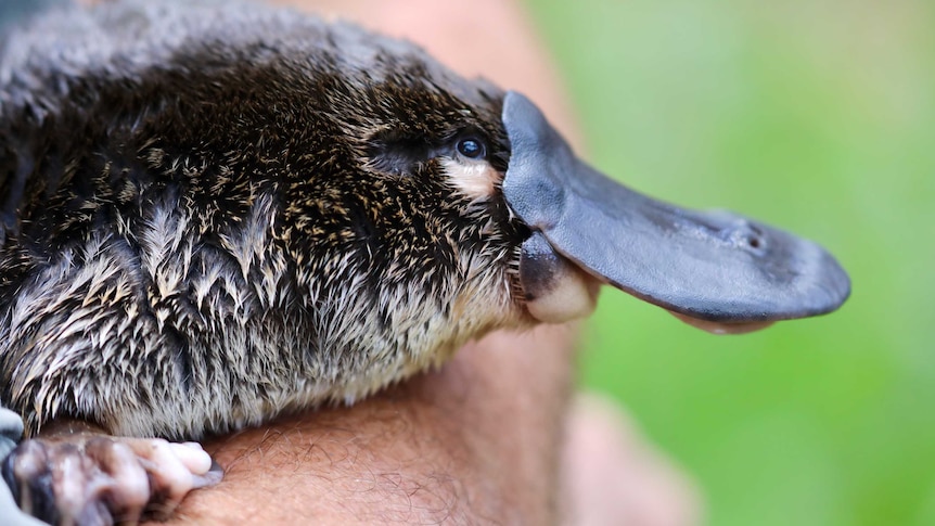A close up short of a platypus face.