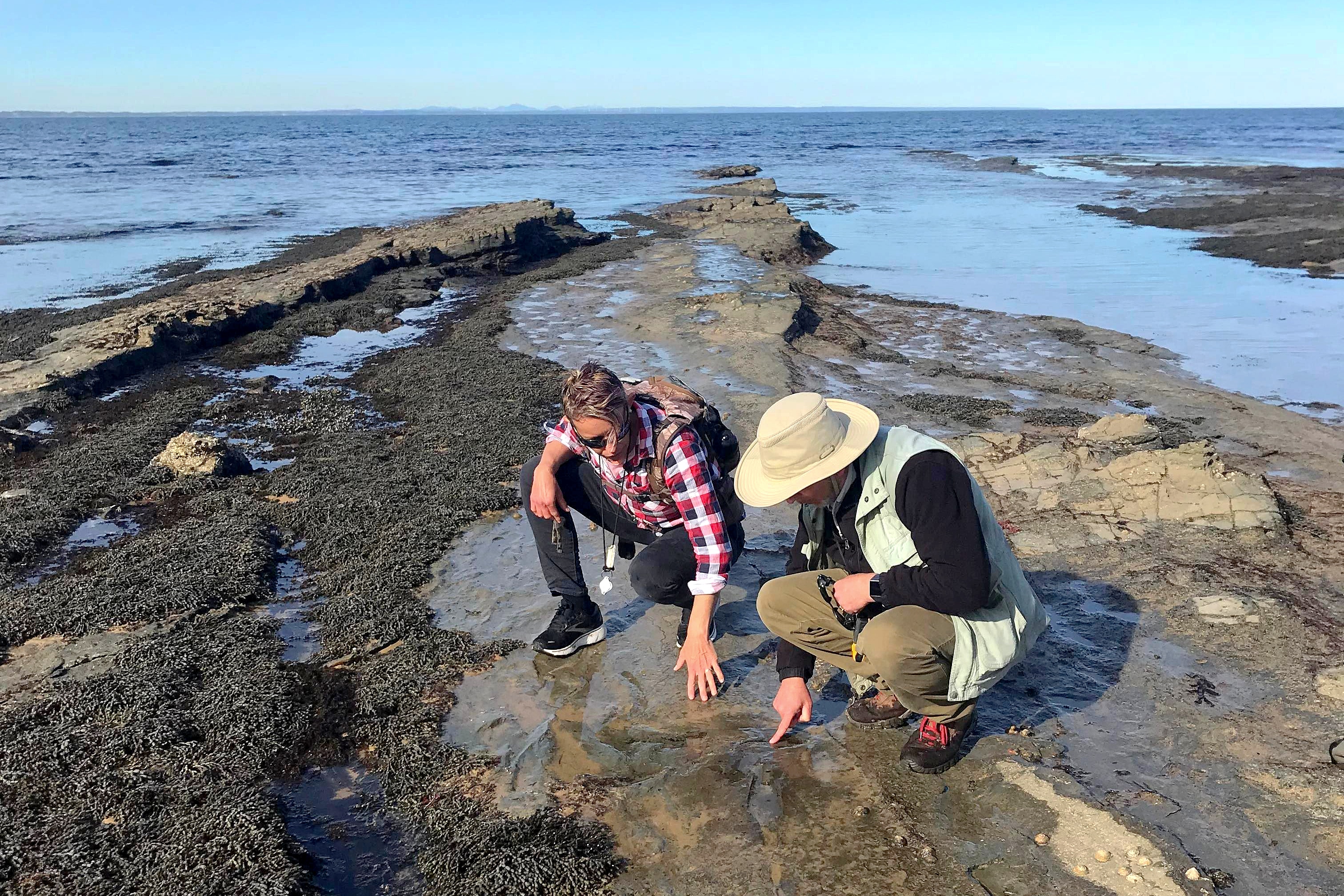 A woman and a man kneel on a tidal rocky outcrop pointing at impressions in the ground which are footprints