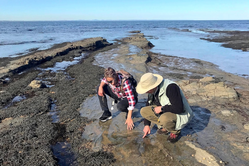 A woman and a man kneel on a tidal rocky outcrop pointing at impressions in the ground which are footprints