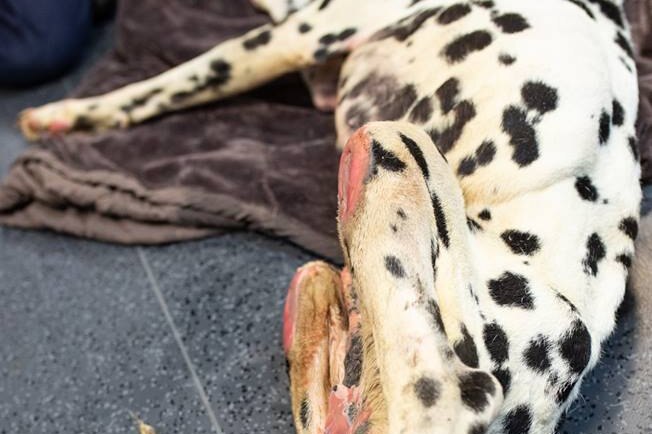The injured legs of a dalmatian dog called Barry, who the RSPCA said had to be euthanised.