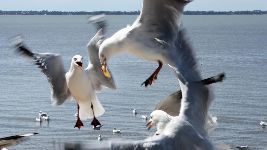 Seagulls fight over a chip