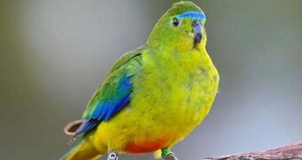 An Orange-bellied Parrot