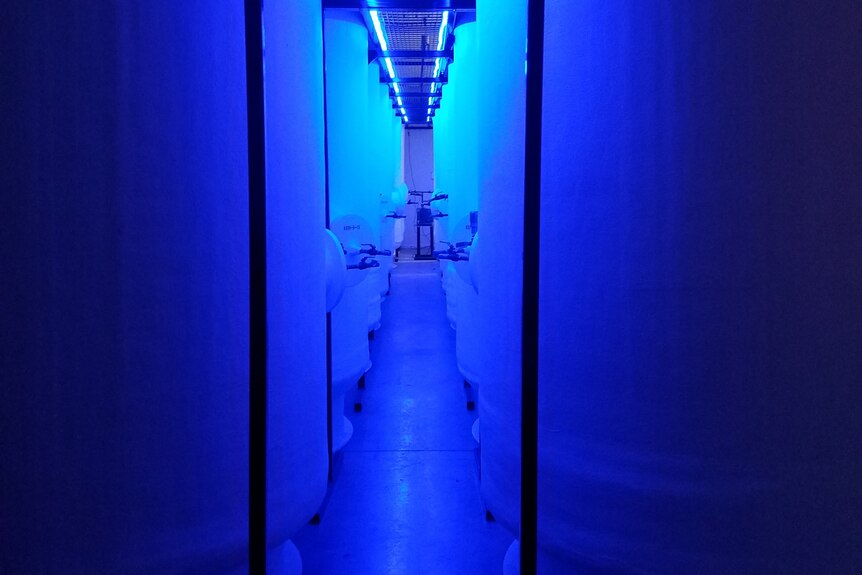 A blue light shines on two rows of tall, white, cylindrical tanks